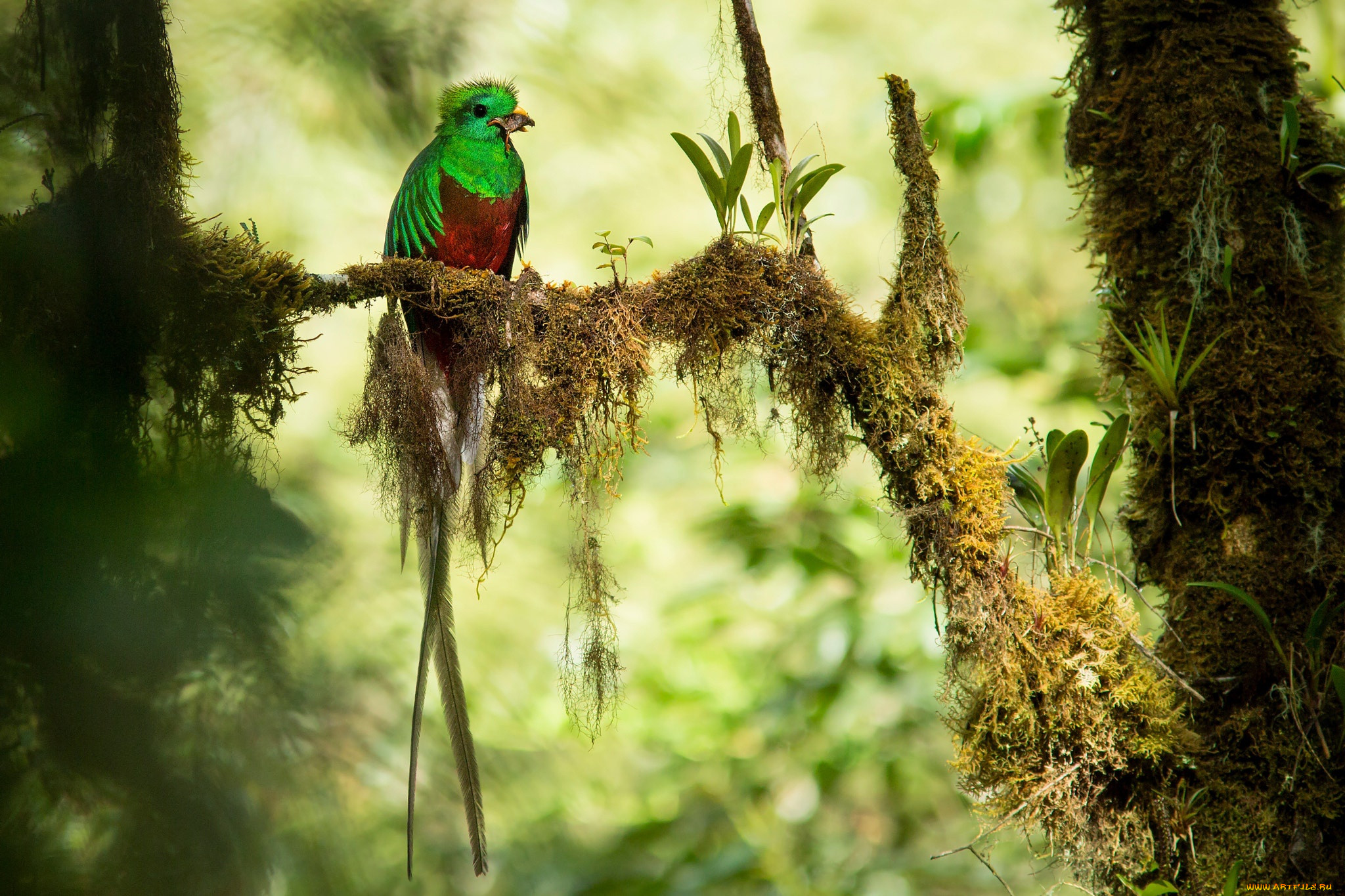 Птица Коста Рики кетцаль